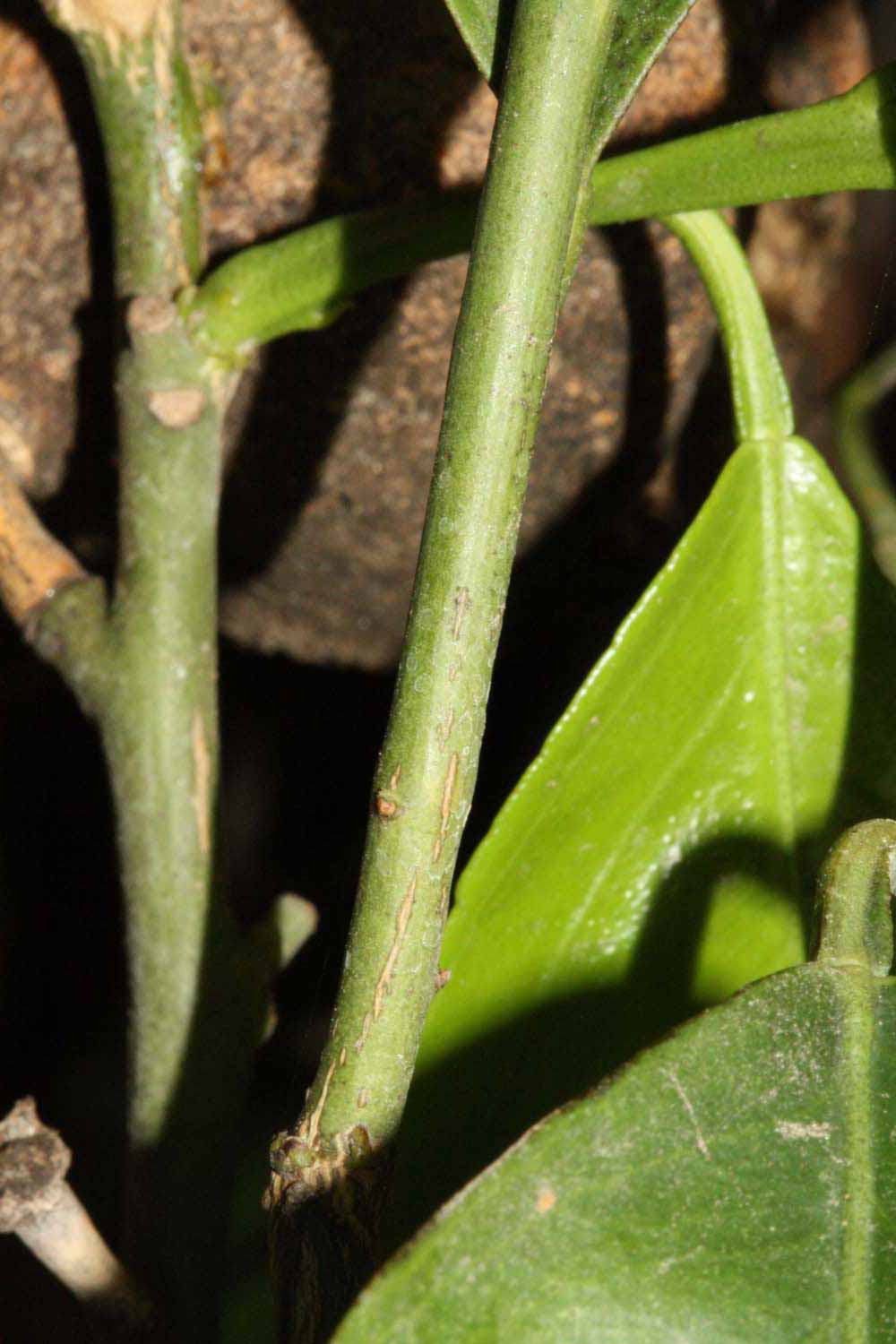            First year twig (Riverside, CA)   